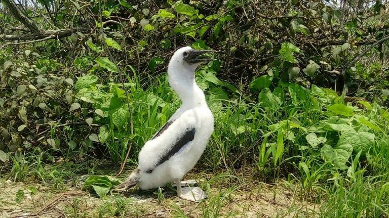Blue foot boobies - still with grey feet and so cozy